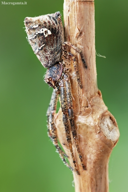 Octopus spider - Tmarus piger | Fotografijos autorius : Gintautas Steiblys | © Macronature.eu | Macro photography web site