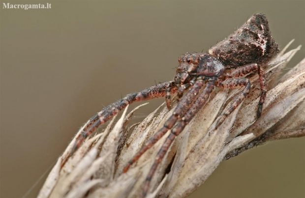 Octopus spider - Tmarus piger | Fotografijos autorius : Gintautas Steiblys | © Macronature.eu | Macro photography web site