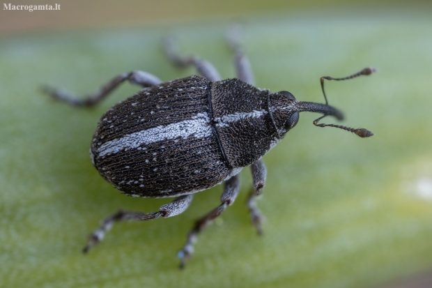 Onion Weevil - Oprohinus suturalis | Fotografijos autorius : Žilvinas Pūtys | © Macronature.eu | Macro photography web site