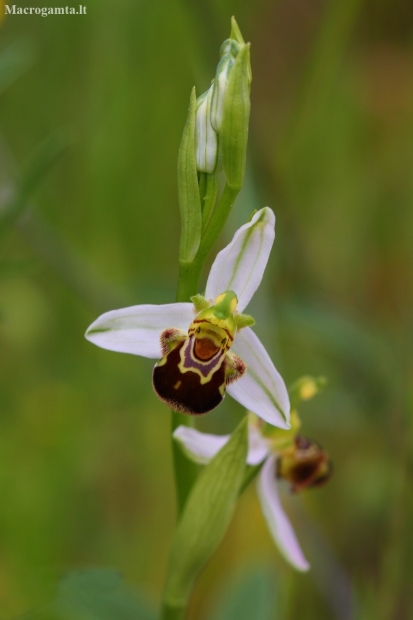 Bee Orchid - Ophrys apifera | Fotografijos autorius : Aivaras Banevičius | © Macronature.eu | Macro photography web site