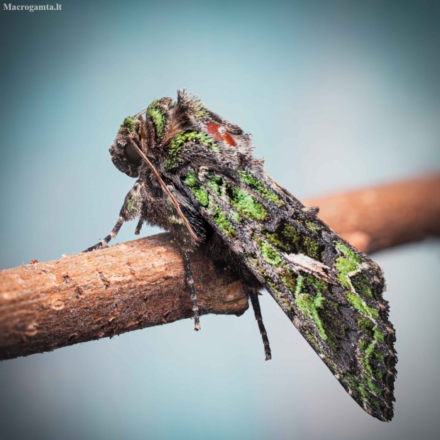 Orache Moth - Trachea atriplicis | Fotografijos autorius : Mindaugas Leliunga | © Macronature.eu | Macro photography web site