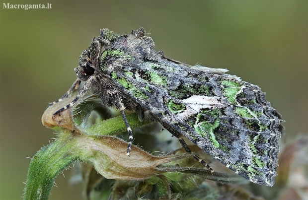 Orache Moth - Trachea atriplicis | Fotografijos autorius : Gintautas Steiblys | © Macronature.eu | Macro photography web site