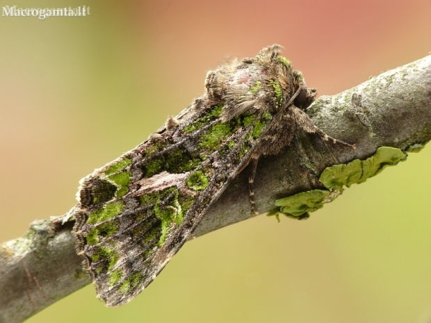 Orache moth - Trachea atriplicis | Fotografijos autorius : Aivaras Markauskas | © Macronature.eu | Macro photography web site