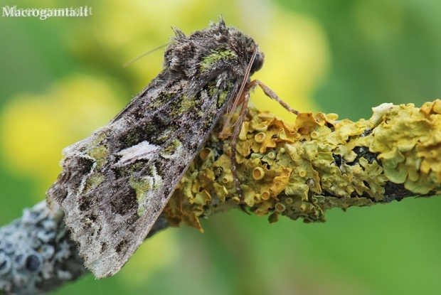 Samaninis pelėdgalvis - Trachea atriplicis | Fotografijos autorius : Arūnas Eismantas | © Macronature.eu | Macro photography web site