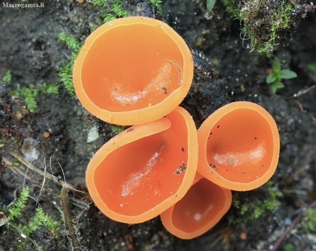 Orange Peel Fungus - Aleuria aurantia | Fotografijos autorius : Gintautas Steiblys | © Macronature.eu | Macro photography web site