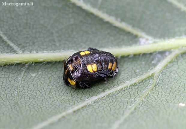 Orange ladybird - Halyzia sedecimguttata, pupa | Fotografijos autorius : Kazimieras Martinaitis | © Macronature.eu | Macro photography web site