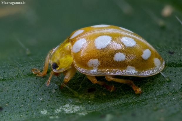 Orange ladybird - Halyzia sedecimguttata | Fotografijos autorius : Eglė Vičiuvienė | © Macronature.eu | Macro photography web site