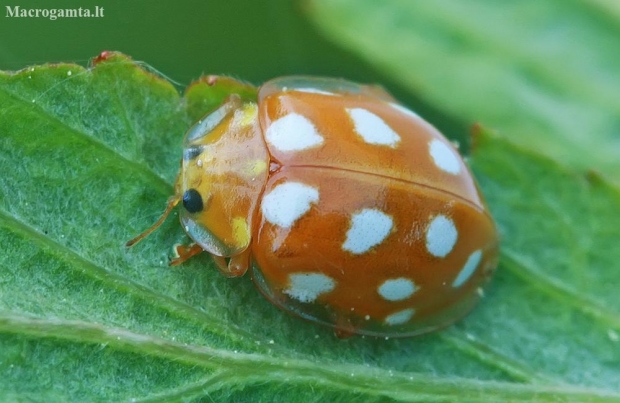 Orange ladybird - Halyzia sedecimguttata | Fotografijos autorius : Gintautas Steiblys | © Macronature.eu | Macro photography web site