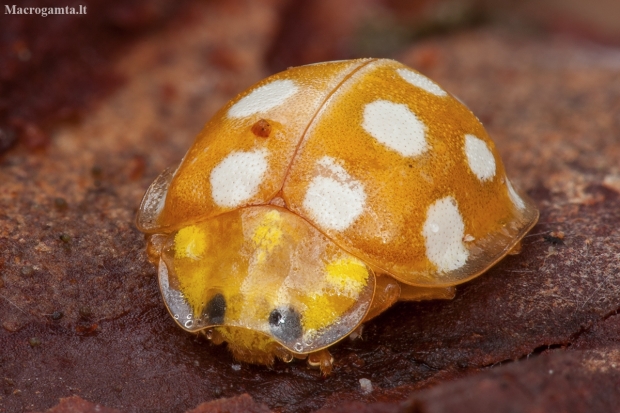 Orange ladybird - Halyzia sedecimguttata | Fotografijos autorius : Žilvinas Pūtys | © Macronature.eu | Macro photography web site