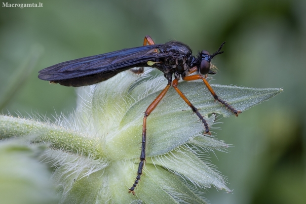 Orange-legged Robberfly  - Dioctria oelandica ♀ | Fotografijos autorius : Žilvinas Pūtys | © Macronature.eu | Macro photography web site