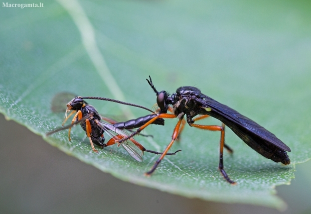 Orange-legged Robberfly - Dioctria oelandica | Fotografijos autorius : Zita Gasiūnaitė | © Macronature.eu | Macro photography web site