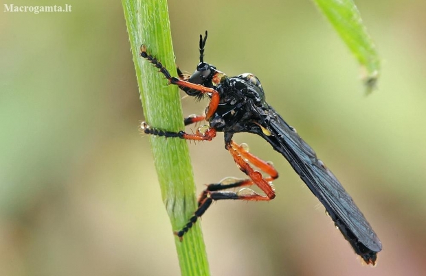 Orange-legged Robberfly - Dioctria oelandica | Fotografijos autorius : Gintautas Steiblys | © Macronature.eu | Macro photography web site