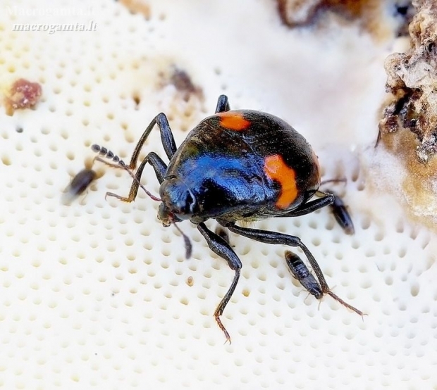 Keturdėmis valtvabalis - Scaphidium quadrimaculatum | Fotografijos autorius : Romas Ferenca | © Macronature.eu | Macro photography web site