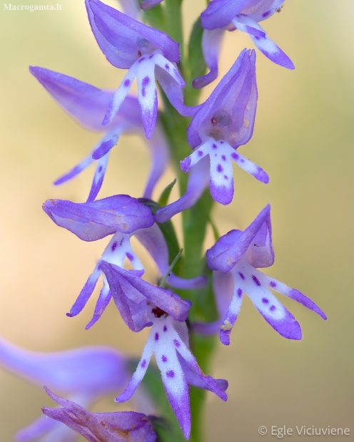 Orchid - Ponerorchis cucullata  | Fotografijos autorius : Eglė Vičiuvienė | © Macronature.eu | Macro photography web site