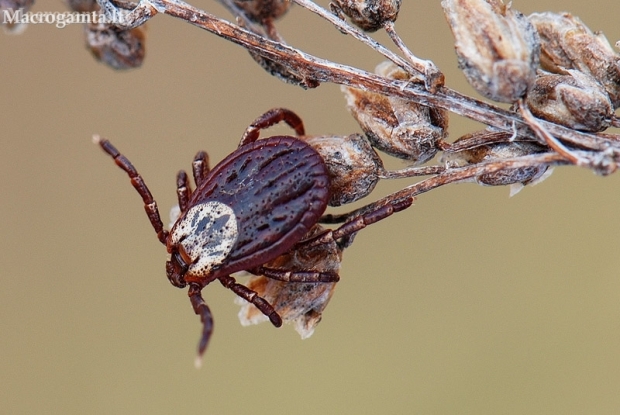 Ornate Cow Tick - Dermacentor reticulatus  | Fotografijos autorius : Arūnas Eismantas | © Macronature.eu | Macro photography web site