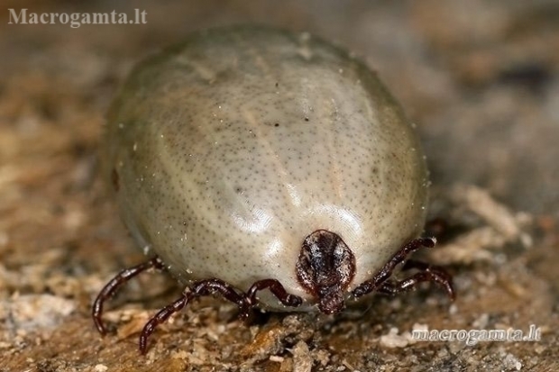 Ornate Cow Tick - Dermacentor reticulatus  | Fotografijos autorius : Gintautas Steiblys | © Macronature.eu | Macro photography web site