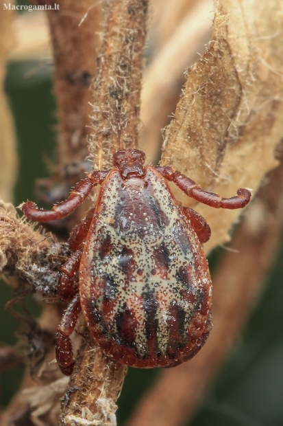 Ornate Cow Tick - Dermacentor reticulatus | Fotografijos autorius : Gintautas Steiblys | © Macronature.eu | Macro photography web site