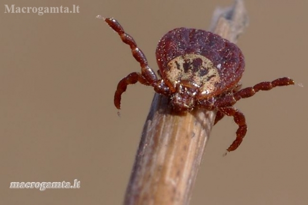 Ornate Cow Tick - Dermacentor reticulatus | Fotografijos autorius : Vilius Grigaliūnas | © Macronature.eu | Macro photography web site