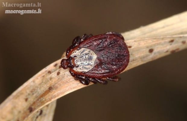 Ornate Cow Tick - Dermacentor reticulatus | Fotografijos autorius : Lukas Jonaitis | © Macronature.eu | Macro photography web site