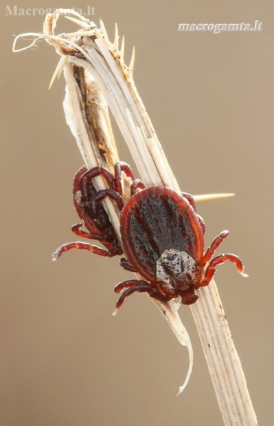 Ornate Cow Tick - Dermacentor reticulatus | Fotografijos autorius : Lukas Jonaitis | © Macronature.eu | Macro photography web site