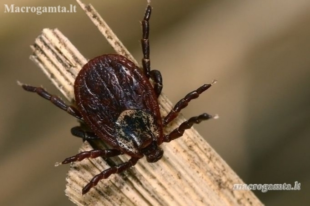 Ornate Cow Tick - Dermacentor reticulatus | Fotografijos autorius : Gintautas Steiblys | © Macronature.eu | Macro photography web site