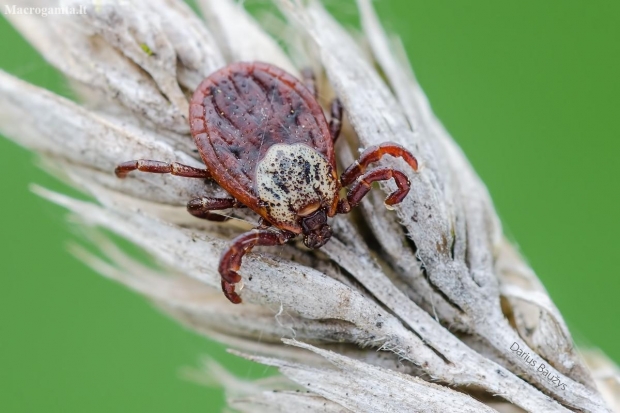 Ornate Cow Tick - Dermacentor reticulatus | Fotografijos autorius : Darius Baužys | © Macronature.eu | Macro photography web site