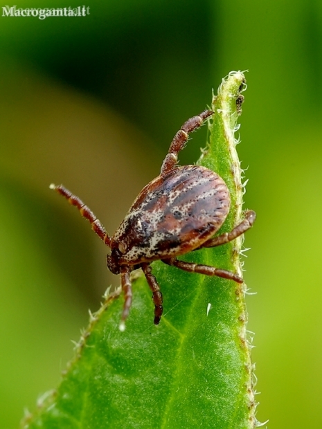 Ornate Cow Tick - Dermacentor reticulatus | Fotografijos autorius : Romas Ferenca | © Macronature.eu | Macro photography web site