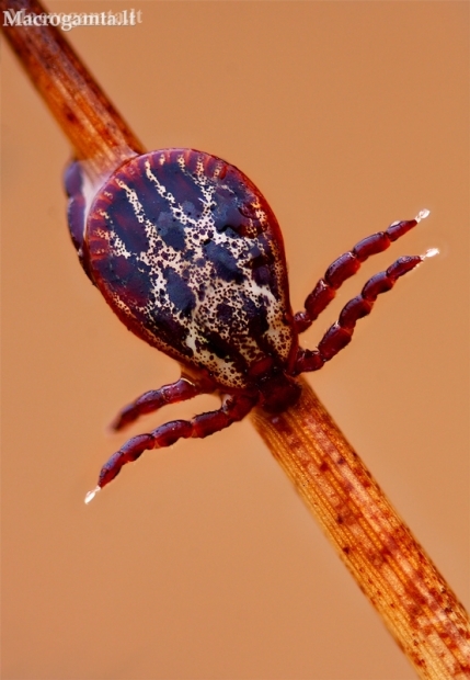 Ornate Cow Tick - Dermacentor reticulatus | Fotografijos autorius : Lukas Jonaitis | © Macronature.eu | Macro photography web site