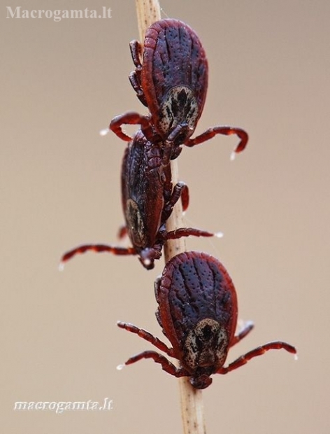 Ornate Cow Tick - Dermacentor reticulatus | Fotografijos autorius : Arūnas Eismantas | © Macronature.eu | Macro photography web site