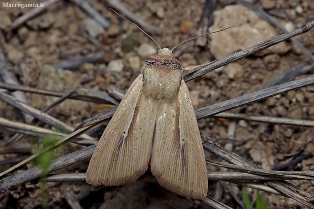 Owlet moth - Mythimna prominens | Fotografijos autorius : Gintautas Steiblys | © Macronature.eu | Macro photography web site