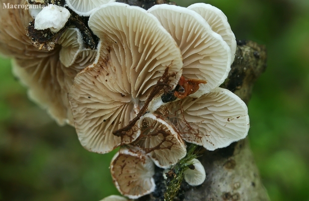 Oysterling - Crepidotus sp. | Fotografijos autorius : Gintautas Steiblys | © Macronature.eu | Macro photography web site