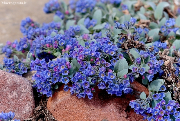 Oysterplant - Mertensia maritima var. tenella | Fotografijos autorius : Gediminas Gražulevičius | © Macronature.eu | Macro photography web site