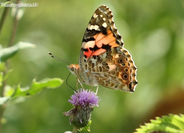 Painted Lady - Vanessa cardui | Fotografijos autorius : Aleksandras Riabčikovas | © Macronature.eu | Macro photography web site