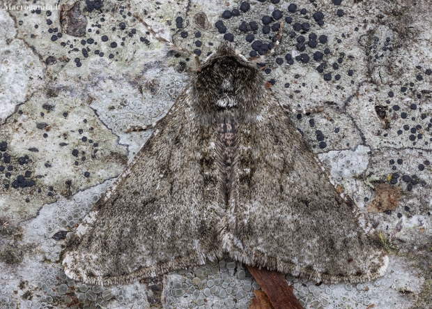 Pale Brindled Beauty - Phigalia pilosaria ♂ | Fotografijos autorius : Žilvinas Pūtys | © Macronature.eu | Macro photography web site