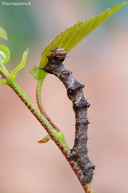 Pale Brindled Beauty - Phigalia pilosaria, caterpillar | Fotografijos autorius : Arūnas Eismantas | © Macronature.eu | Macro photography web site