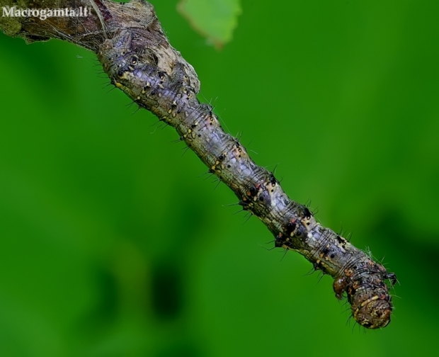 Pale Brindled Beauty - Phigalia pilosaria, caterpillar | Fotografijos autorius : Romas Ferenca | © Macronature.eu | Macro photography web site