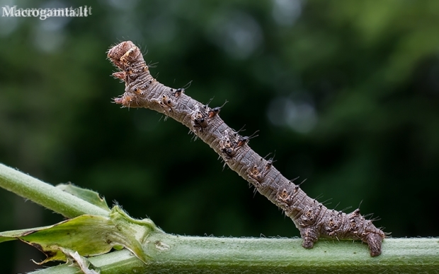 Pale Brindled Beauty - Phigalia pilosaria, caterpillar | Fotografijos autorius : Oskaras Venckus | © Macronature.eu | Macro photography web site