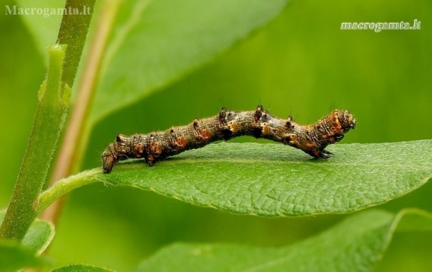 Pale Brindled Beauty - Phigalia pilosaria, caterpillar | Fotografijos autorius : Romas Ferenca | © Macronature.eu | Macro photography web site