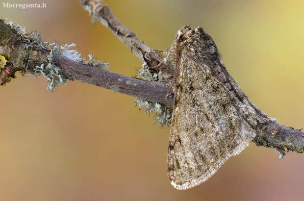 Pale Brindled Beauty - Phigalia pilosaria | Fotografijos autorius : Arūnas Eismantas | © Macronature.eu | Macro photography web site