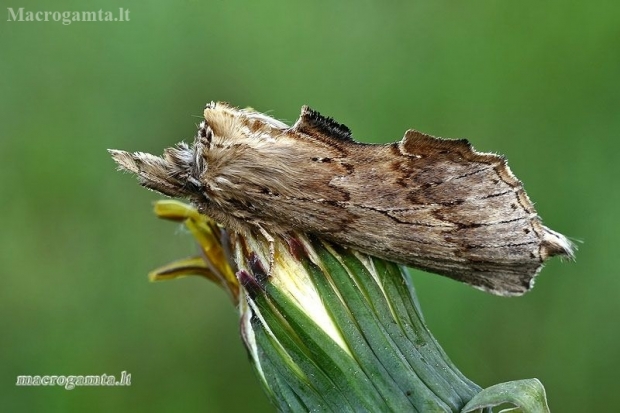 Ilganosis kuoduotis - Pterostoma palpina  | Fotografijos autorius : Gintautas Steiblys | © Macronature.eu | Macro photography web site