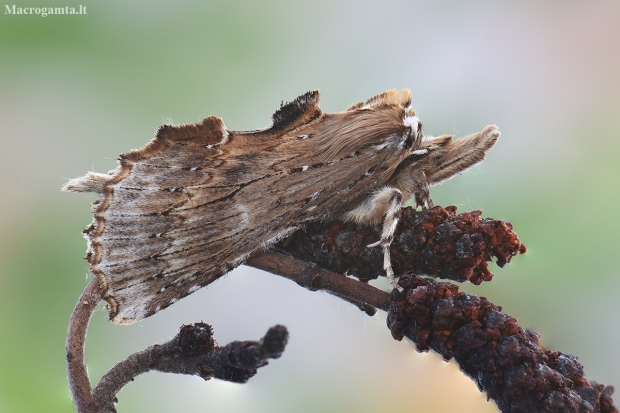 Pale Prominent - Pterostoma palpina | Fotografijos autorius : Arūnas Eismantas | © Macronature.eu | Macro photography web site