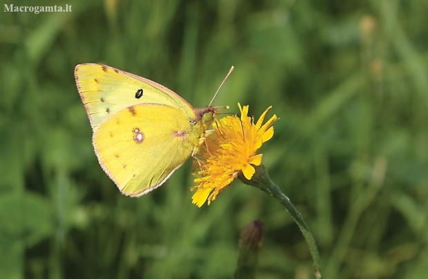 Pale clouded Yellow  -  Colias hyale | Fotografijos autorius : Vytautas Gluoksnis | © Macronature.eu | Macro photography web site