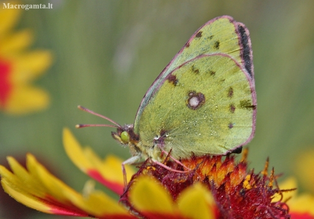 Pale clouded Yellow - Colias hyale | Fotografijos autorius : Vytautas Gluoksnis | © Macronature.eu | Macro photography web site