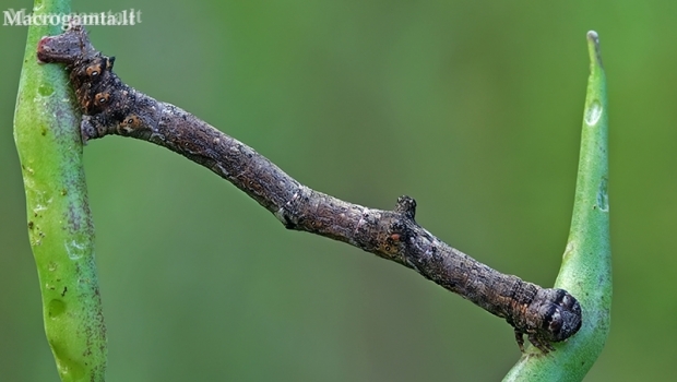 Pilkasis žievėsprindis - Hypomecis punctinalis, vikšras | Fotografijos autorius : Gintautas Steiblys | © Macronature.eu | Macro photography web site
