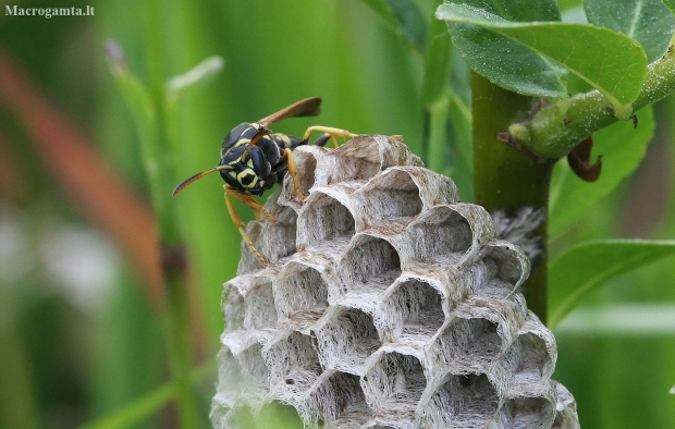 Paper wasp - Polistes nimpha | Fotografijos autorius : Vytautas Gluoksnis | © Macronature.eu | Macro photography web site