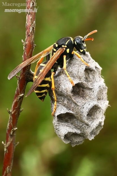 Paper wasp - Polistes nimpha | Fotografijos autorius : Gintautas Steiblys | © Macronature.eu | Macro photography web site