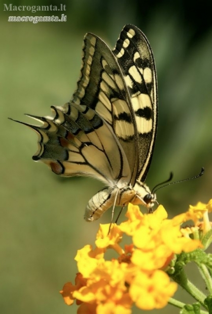 Swallowtail - Papilio machaon | Fotografijos autorius : Aivaras Banevičius | © Macronature.eu | Macro photography web site
