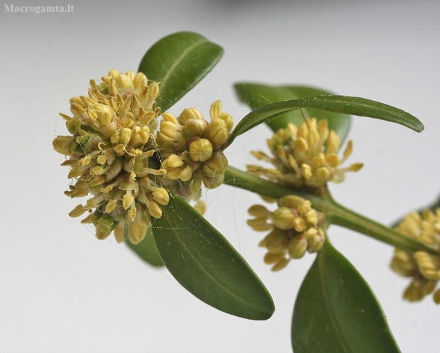 Paprastasis buksmedis - Buxus sempervirens | Fotografijos autorius : Vytautas Gluoksnis | © Macrogamta.lt | Šis tinklapis priklauso bendruomenei kuri domisi makro fotografija ir fotografuoja gyvąjį makro pasaulį.