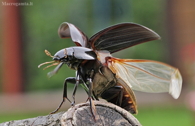 Degutvabalis - Hydrophilus aterrimus | Fotografijos autorius : Agnė Našlėnienė | © Macrogamta.lt | Šis tinklapis priklauso bendruomenei kuri domisi makro fotografija ir fotografuoja gyvąjį makro pasaulį.