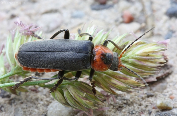 Paprastasis minkštavabalis - Cantharis fusca | Fotografijos autorius : Vytautas Gluoksnis | © Macrogamta.lt | Šis tinklapis priklauso bendruomenei kuri domisi makro fotografija ir fotografuoja gyvąjį makro pasaulį.